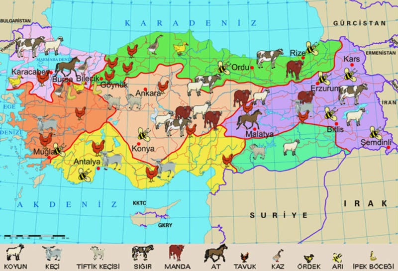 keçi eti neden kokar